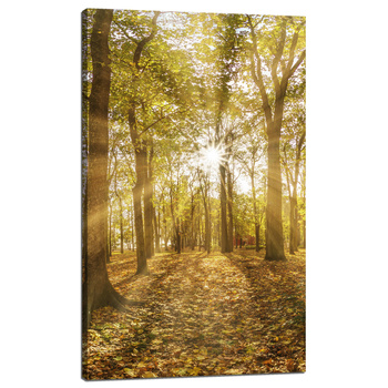 Obraz na plátně Slunce mezi stromy v lese 60x100 cm