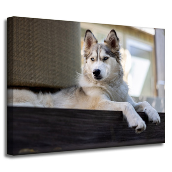 Obraz na plátně Zvířata Husky pes 40x30 cm