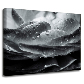 Obraz na plátně Botanika Květ v kapkách rosy 40x30 cm