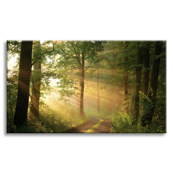 Obraz na plátně Sunlight Forest Path Nature 120x80 cm