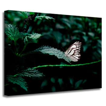 Obraz na plátně Přírodní motýl 40x30 cm