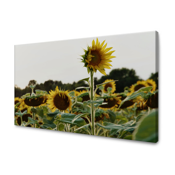 Obraz na plátně Botanika Pole slunečnic 40x30 cm