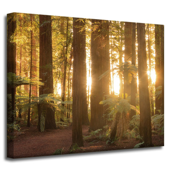 Obraz na plátně Sun Rays Forest Trees 50x40 cm