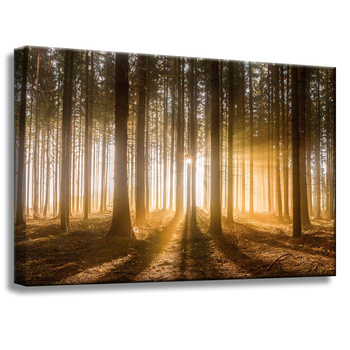 Obraz na plátně Slunce v lese Světlo stromu 60x40 cm