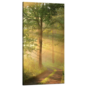 Obraz na plátně Sunlight Forest Path Nature 60x120 cm