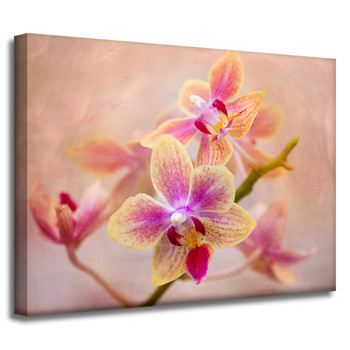 Obraz Botanická orchidej 40x30 cm