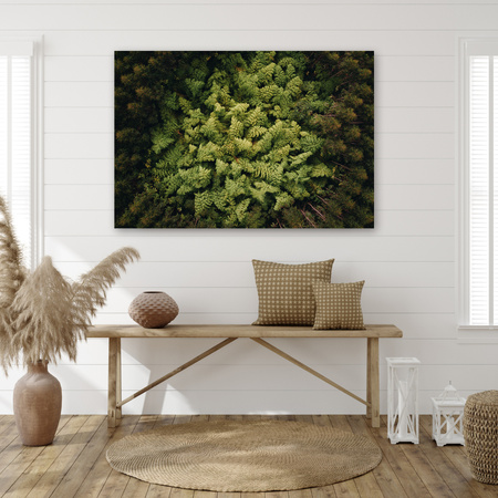 Obraz na plátně Stromy přírody z ptačí perspektivy 70x50