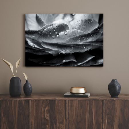 Obraz na plátně Botanika Květ v kapkách rosy 40x30 cm