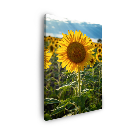 Obraz na plátně Botanika Pole slunečnic 30x40 cm