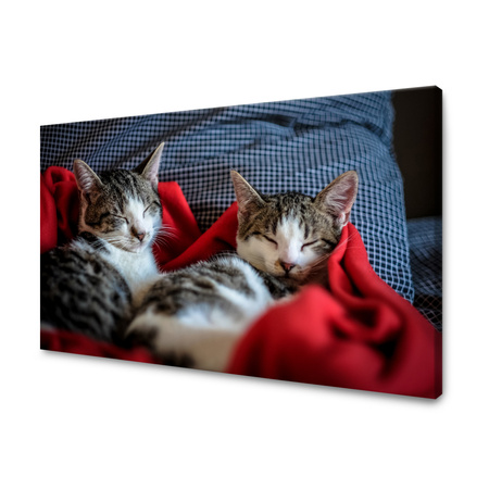 Obraz na plátně Zvířata spící kočky 40x30 cm