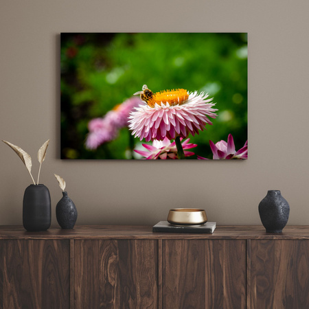 Obraz na plátně Botanika Včela na kopretině 40x30 cm