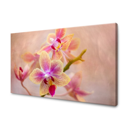 Obraz Botanická orchidej 40x30 cm