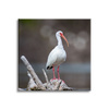 Obraz na plátně Zvířata Pták 40x40 cm