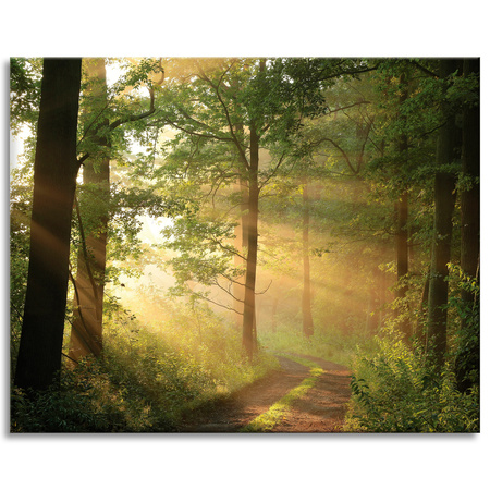 Obraz na plátně Sunlight Forest Path Nature 100x80 cm