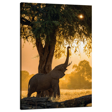 Obraz na plátně Posing Elephant Savannah Sunset 80x120 cm
