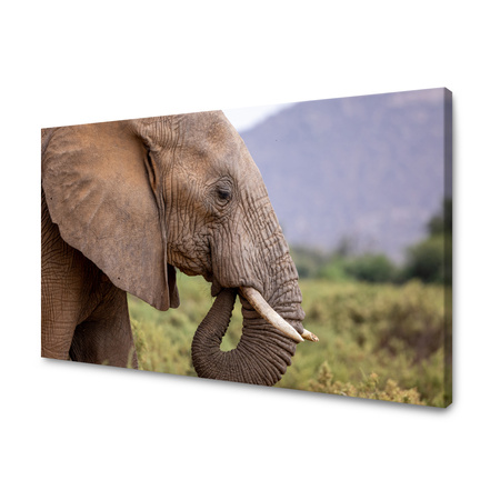 Obraz na plátně Zvířata Elephant_2 100x80 cm