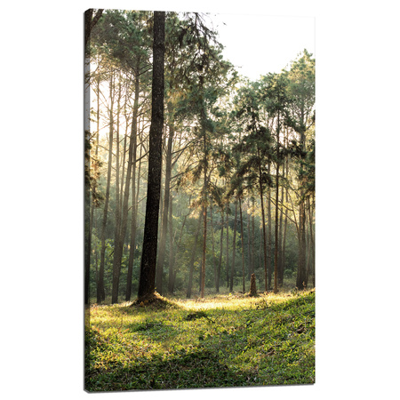 Obraz Lesní stromy Slunce Příroda 60x100 cm