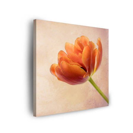 Obraz na plátně Botanika Tulipán 40x40 cm