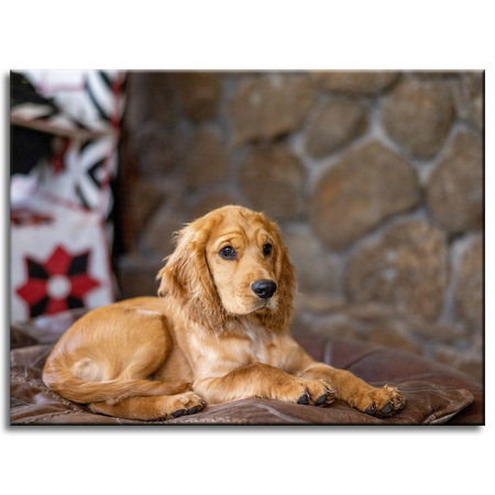 Obraz na plátně Zvířata Pes 40x30 cm