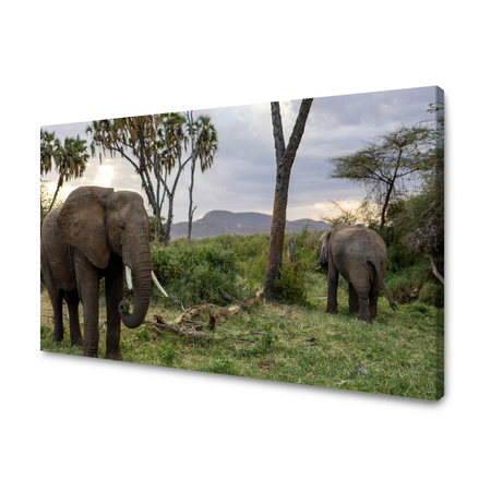 Obraz Zvířata Sloni 40x30 cm
