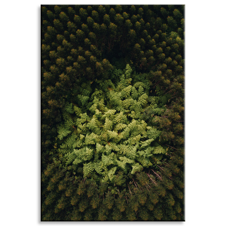 Obraz na plátně Stromy přírody z ptačí perspektivy 80x120