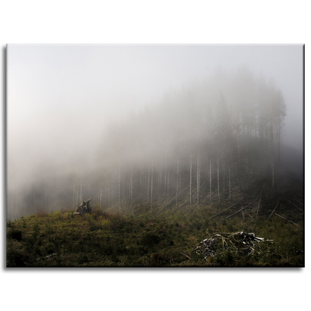 Obraz na plátně Nature Fog 40x30 cm