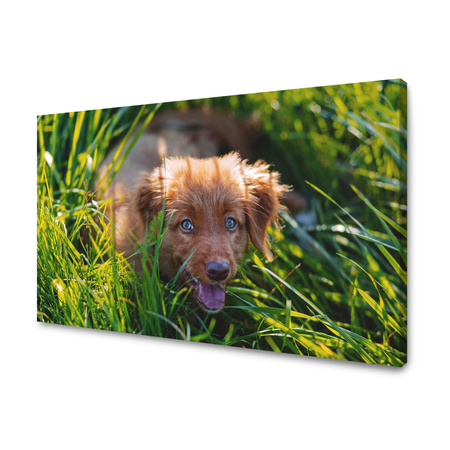 Obraz na plátně Zvířata Pes v trávě 100x80 cm