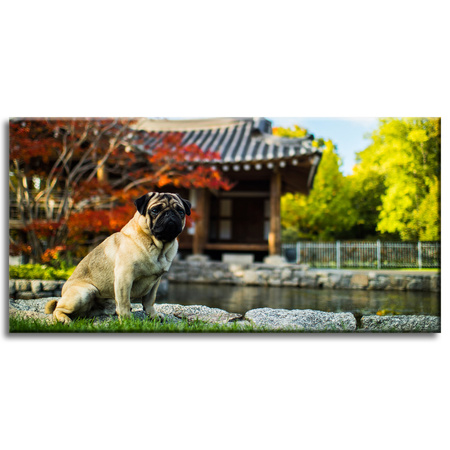 Obraz na plátně Zvířata Pes 80x40 cm