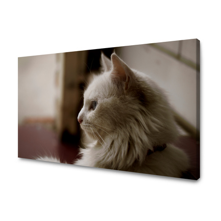 Obraz na plátně Zvířata Bílá kočka 40x30 cm