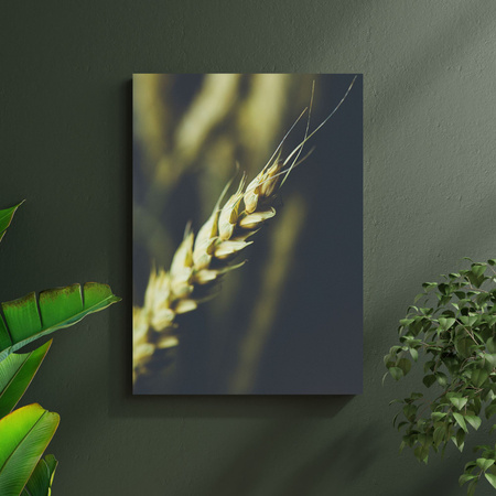 Obraz na plátně Botanika Pšeničný klas 30x40 cm