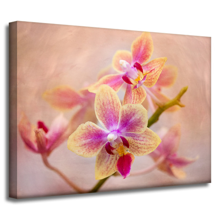 Obraz Botanická orchidej 40x30 cm