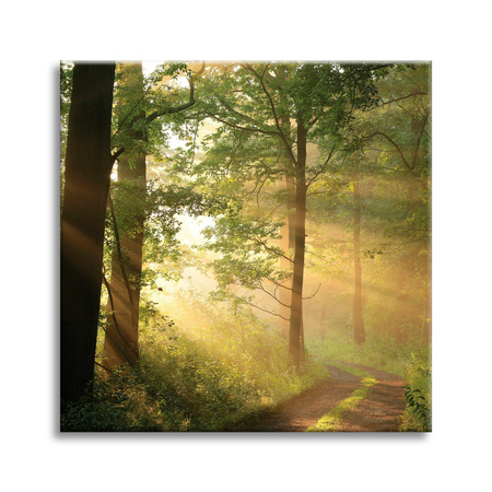 Obraz na plátně Sunlight Forest Path Nature 90X90 cm
