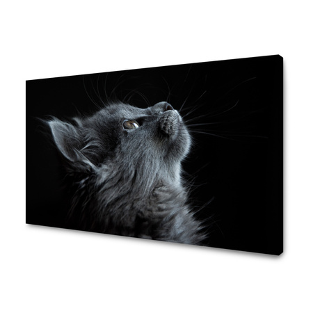 Obraz na plátně Zvířata Kočka 100x80 cm