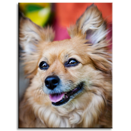 Obraz na plátně Zvířata Pes 30x40 cm