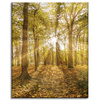 Obraz na plátně Slunce mezi stromy v lese 40x50 cm