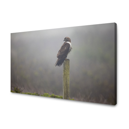 Obraz Zvířata Hawk 40x30 cm