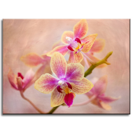 Obraz Botanická orchidej 40x30 cm
