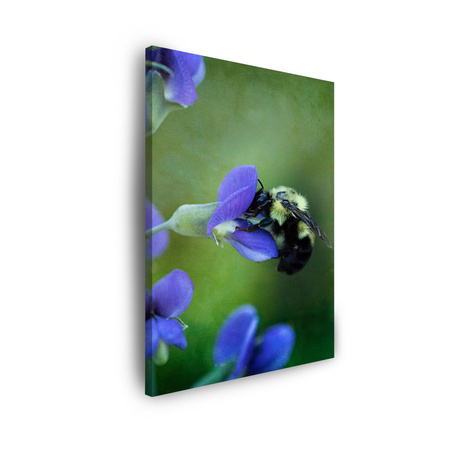 Obraz na plátně Botanika Včelí květ 30x40 cm