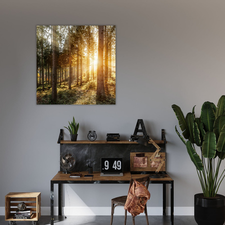 Obraz na plátně Břízy Stromy Slunce Ráno 90X90 cm