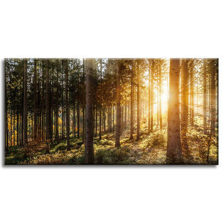 Obraz na plátně Břízy Stromy Slunce Ráno 80x40 cm