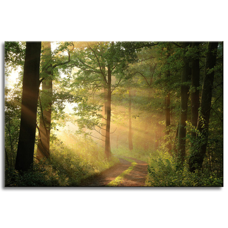 Obraz na plátně Sunlight Forest Path Nature 60x40 cm