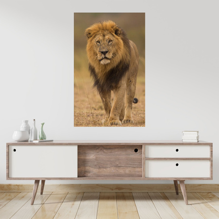 Obraz na plátně Lion Nature Savannah Wildness 80x120 cm