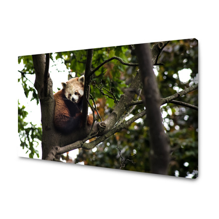 Obraz na plátně Zvířátka pandy červené 100x80 cm