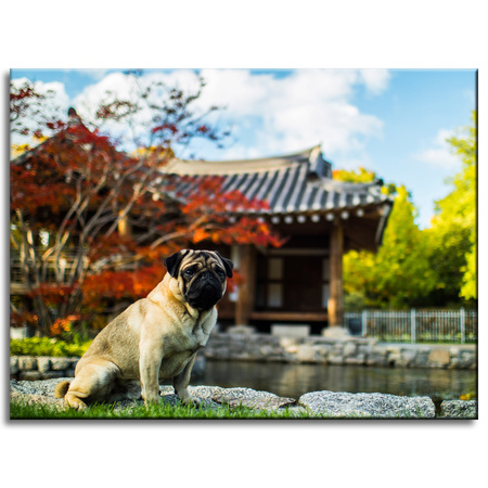 Obraz na plátně Zvířata Pes 40x30 cm