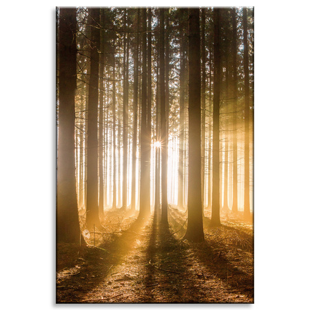 Obraz na plátně Slunce v lese Světlo stromu 80x120 cm
