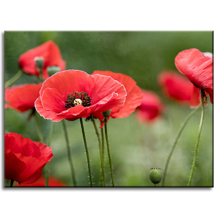Obraz na plátně Botanika Červené vlčí máky 40x30 cm