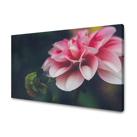 Obraz na plátně Botanika Pink Dahlia 40x30 cm