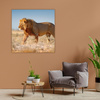 Obraz na plátně Lion Walking on the Savannah Grass 90X90 cm