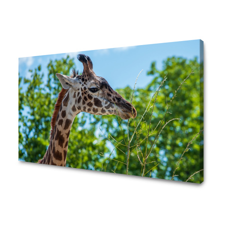 Obraz Zvířata žirafy 40x30 cm