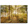 Obraz na plátně Slunce mezi stromy v lese 60x40 cm